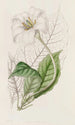 Le gardénia du duc de Devonshire - Sydenham Edwards — weergave van het kunstwerk