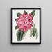 Le Rhododendron de Highclere - Sydenham Edwards — ingelijst kunstwerk aan de muur