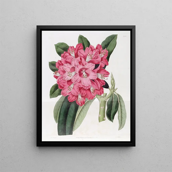 Sydenham Edwards - The Highclere Rhododendron.webp