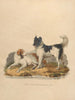 De Newfoundland Honden - Sydenham Edwards — weergave van het kunstwerk
