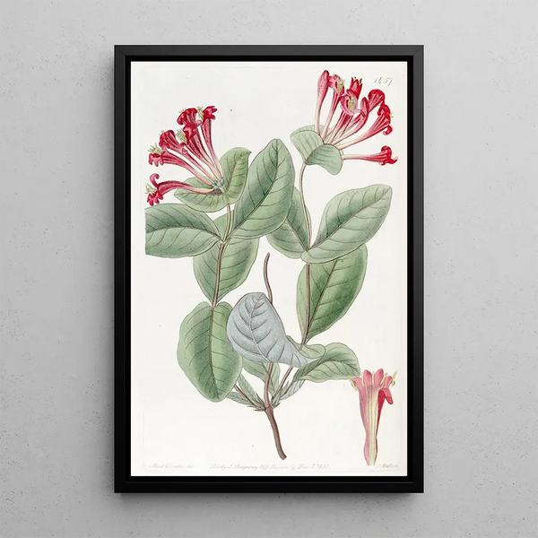 Sydenham Edwards - The Northwest Honeysuckle.webp