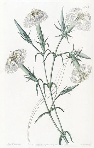 Sydenham Edwards - The Pink of Lebanon.webp