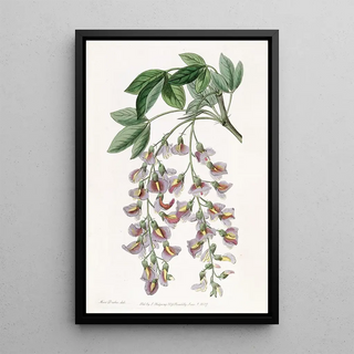 Sydenham Edwards - The Purple Laburnum.webp