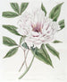 La Pivoine Arbustive Semi-Double - Sydenham Edwards — weergave van het kunstwerk