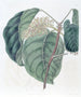 L'Arbre Adragante de Sierra Leone - Sydenham Edwards — weergave van het kunstwerk