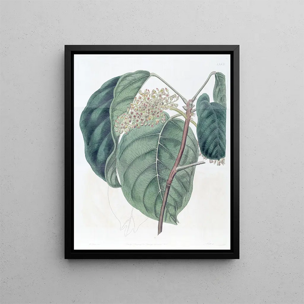 Sydenham Edwards - The Sierra Leone Tragacanth Tree.webp