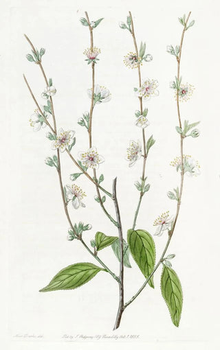 Sydenham Edwards - The Single Chinese Plum.webp