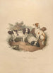 L'Épagneul - Sydenham Edwards — artwork view