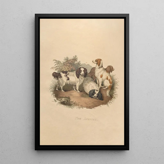 Sydenham Edwards - The Spaniel.webp