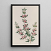 La Boronia à Trois Feuilles - Sydenham Edwards — ingelijst kunstwerk aan de muur