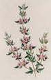La Boronia à Trois Feuilles - Sydenham Edwards — weergave van het kunstwerk