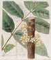 Le Rei Rei Jaune - Sydenham Edwards — weergave van het kunstwerk