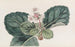 La Saxifrage indienne à franges grossières - Sydenham Edwards — weergave van het kunstwerk