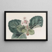 La Saxifrage indienne à franges grossières - Sydenham Edwards — ingelijst kunstwerk aan de muur