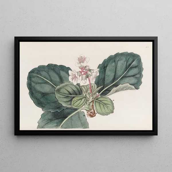 Sydenham Edwards - The coarsefringed Indian Saxifrage.webp