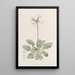 La primevère à collerette - Sydenham Edwards — framed artwork on a wall