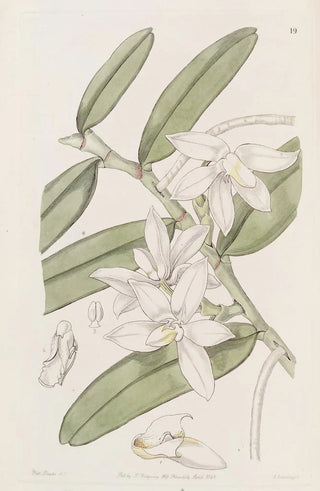 Sydenham Edwards - The slippered Fleshlip.webp