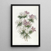 The Slendertube with thick flowers - Sydenham Edwards — framed artwork on a wall