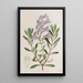 the thick-leaved pentstemon - Sydenham Edwards — framed artwork on a wall