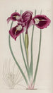 L'iris à fils - Sydenham Edwards — weergave van het kunstwerk