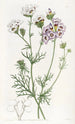 La gilia tricolore - Sydenham Edwards — artwork view