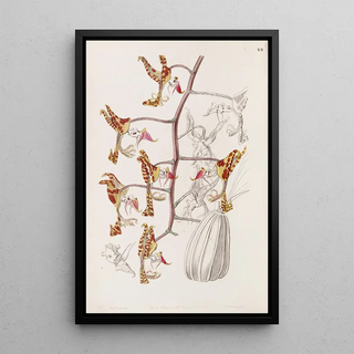 Sydenham Edwards - Threecoloured Spotted Gongora.webp