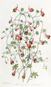Le tropaeolum tricolore - Sydenham Edwards — artwork view