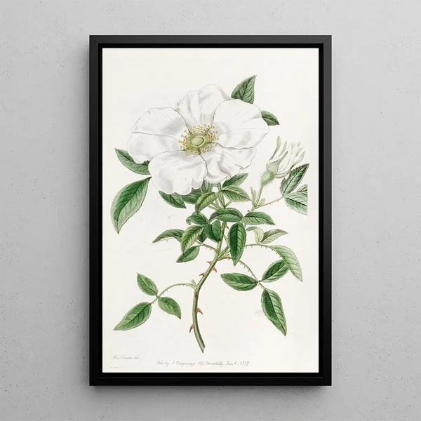 Sydenham Edwards - Threeleaved China Rose.webp