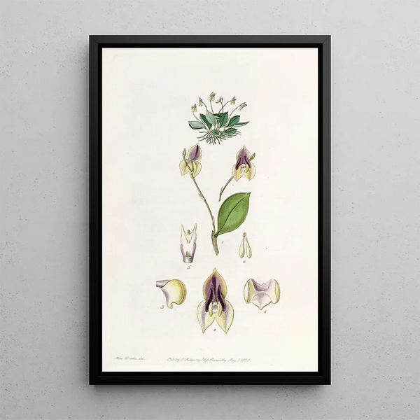 Sydenham Edwards - Threetoothed Lepanthes.webp