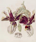 Stanhopea à Fleurs Tigrées - Sydenham Edwards — weergave van het kunstwerk