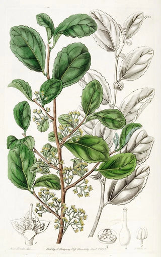 Sydenham Edwards - Toothed Azara.webp