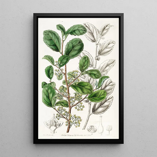 Sydenham Edwards - Toothed Azara.webp