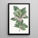 Ardisia with dentate leaves - Sydenham Edwards — framed artwork on a wall