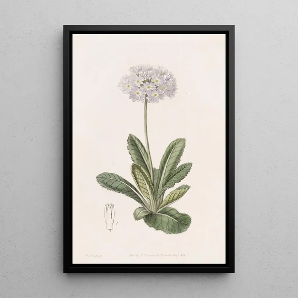Sydenham Edwards - Toothletted Primrose.webp