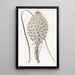 Xerophyllum à feuilles coriaces - Sydenham Edwards — framed artwork on a wall