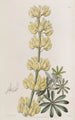 Lupin in Tree - Sydenham Edwards — artwork view