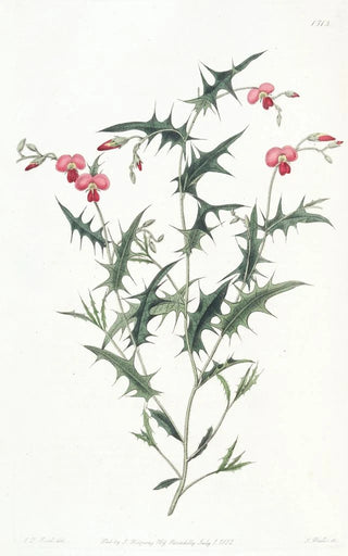 Sydenham Edwards - Triangular Chorozema.webp