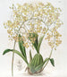 van Oncidium met driehoekige lippen - Sydenham Edwards — weergave van het kunstwerk