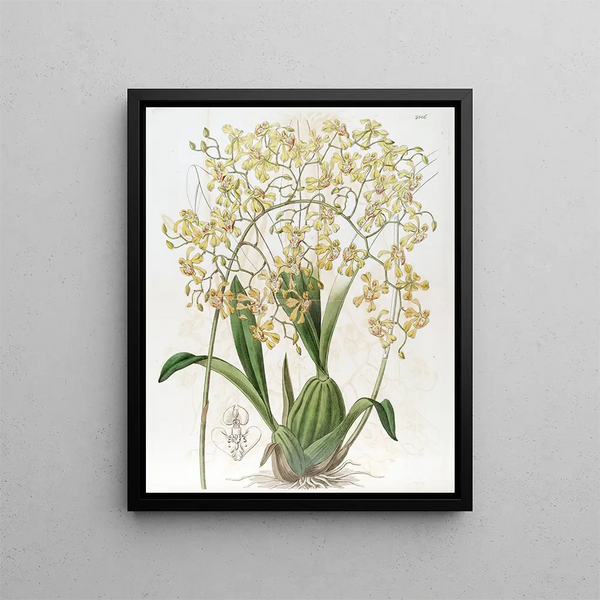 Sydenham Edwards - Triangularlipped Oncidium.webp