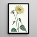 Sunflower painting with trumpet stem - Sydenham Edwards — framed artwork on a wall