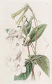 Gloxinia with tubular flowers - Sydenham Edwards — artwork view