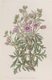 Géranium tubéreux variété ramifiée - Sydenham Edwards — artwork view