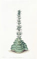Crassula à tourelles - Sydenham Edwards — artwork view