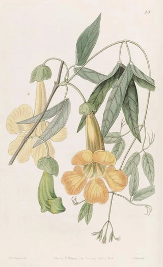 Sydenham Edwards - Tweedies Bignonia.webp