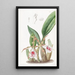 Trichopilia with twisted petals - Sydenham Edwards — framed artwork on a wall