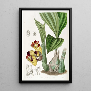 Sydenham Edwards - Twocoloured BarrelOrchis.webp