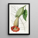 Brugmansia bicolore - Sydenham Edwards — framed artwork on a wall