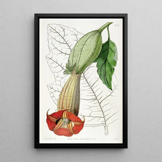 Sydenham Edwards - Twocoloured Brugmansia.webp