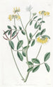 Hosackia bicolore - Sydenham Edwards — artwork view