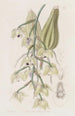 Lacaena bicolore - Sydenham Edwards — weergave van het kunstwerk
